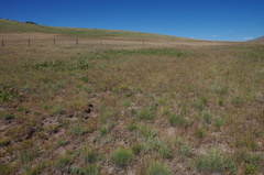 Artemisia papposa