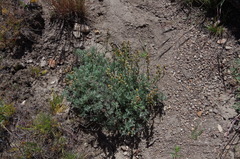 Artemisia papposa