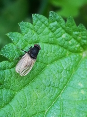 Minettia longipennis