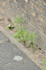 Cosmos bipinnatus