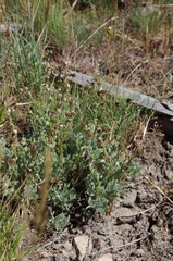 Artemisia papposa