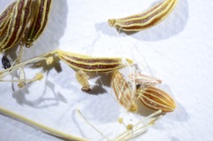 Perideridia gairdneri