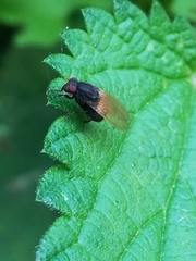 Minettia longipennis