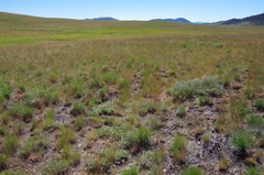 Artemisia papposa