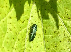 Agrilus cyanescens