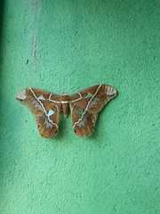 Rothschildia hesperus
