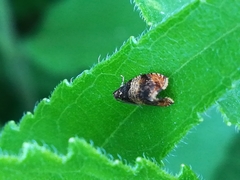 Prochoreutis