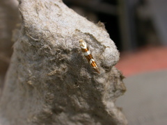 Argyresthia brockeella