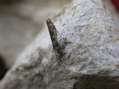 Batrachedra praeangusta