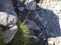 Festuca pseudodura