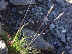 Festuca pseudodura
