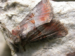 Mesoligia literosa