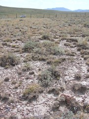 Artemisia papposa