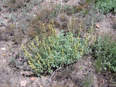 Artemisia papposa