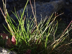 Festuca pseudodura