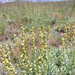 Artemisia papposa - Photo (c) Janel Johnson,  זכויות יוצרים חלקיות (CC BY-NC), הועלה על ידי Janel Johnson
