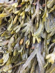 Fucus spiralis