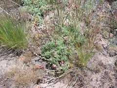 Artemisia papposa