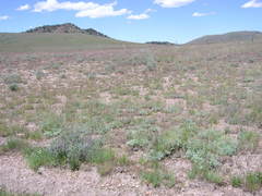 Artemisia papposa