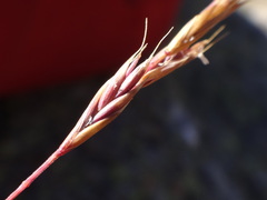 Festuca pseudodura