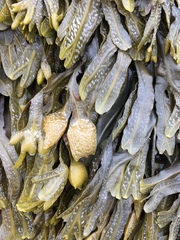 Fucus spiralis