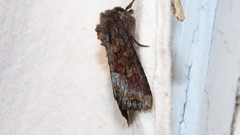 Apamea amputatrix
