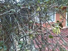 Cestrum buxifolium