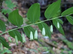 Polygonatum falcatum