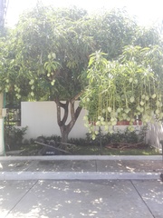 Mangifera indica