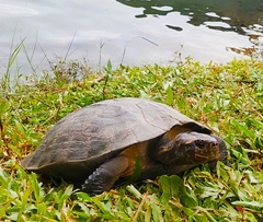 Melanochelys trijuga
