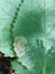 Amauromyza morionella