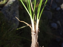 Festuca pseudodura