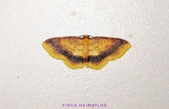 Eois fasciata