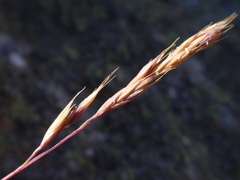 Festuca pseudodura