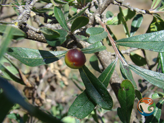 Bourreria spathulata