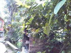 Passiflora ligularis