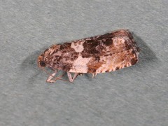 Pseudosciaphila duplex