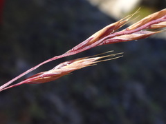 Festuca pseudodura