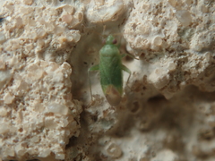 Orthotylus caprai