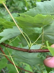 Acer rubrum image