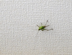 Conocephalus exemptus