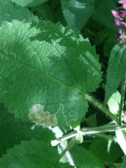 Amauromyza morionella