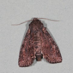 Lacanobia radix