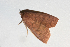 Anomis campanalis