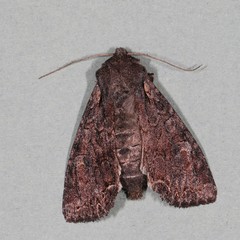 Lacanobia radix