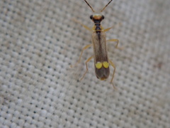 Malthinus seriepunctatus