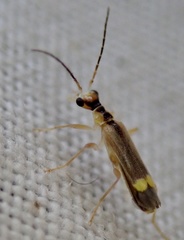 Malthinus seriepunctatus