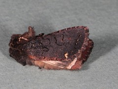 Melanchra assimilis