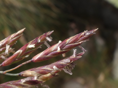 Image of Festuca varia by (c) Christian Berg, some rights reserved (CC BY)
