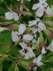 Microbotryum saponariae